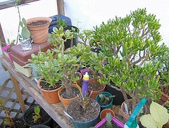 greenhouse plants